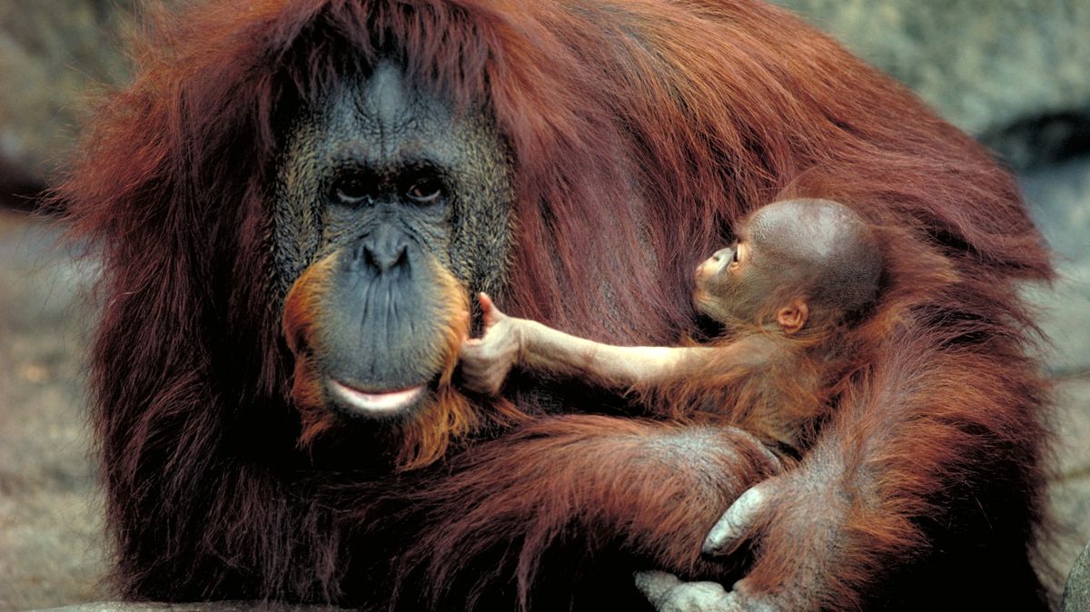 Orangutaní máma neuměla kojit, naučila ji to ošetřovatelka s vlastním dítětem